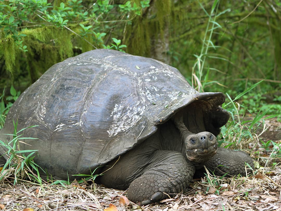 Galápagos Express Adventure: Wilderness & Wildlife