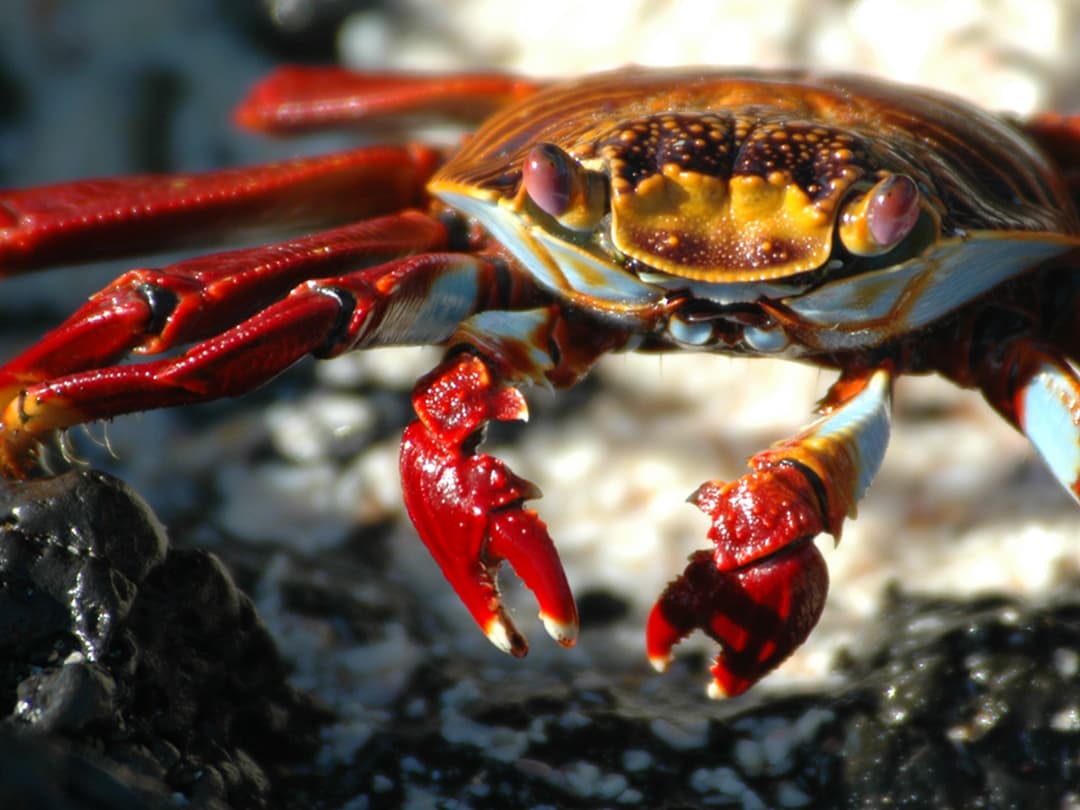 Complete Galápagos - Yolita