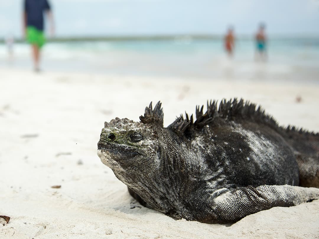Galápagos Express Adventure: Wilderness & Wildlife