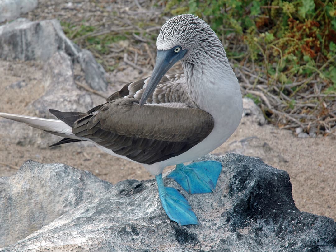Complete Galápagos - Eden