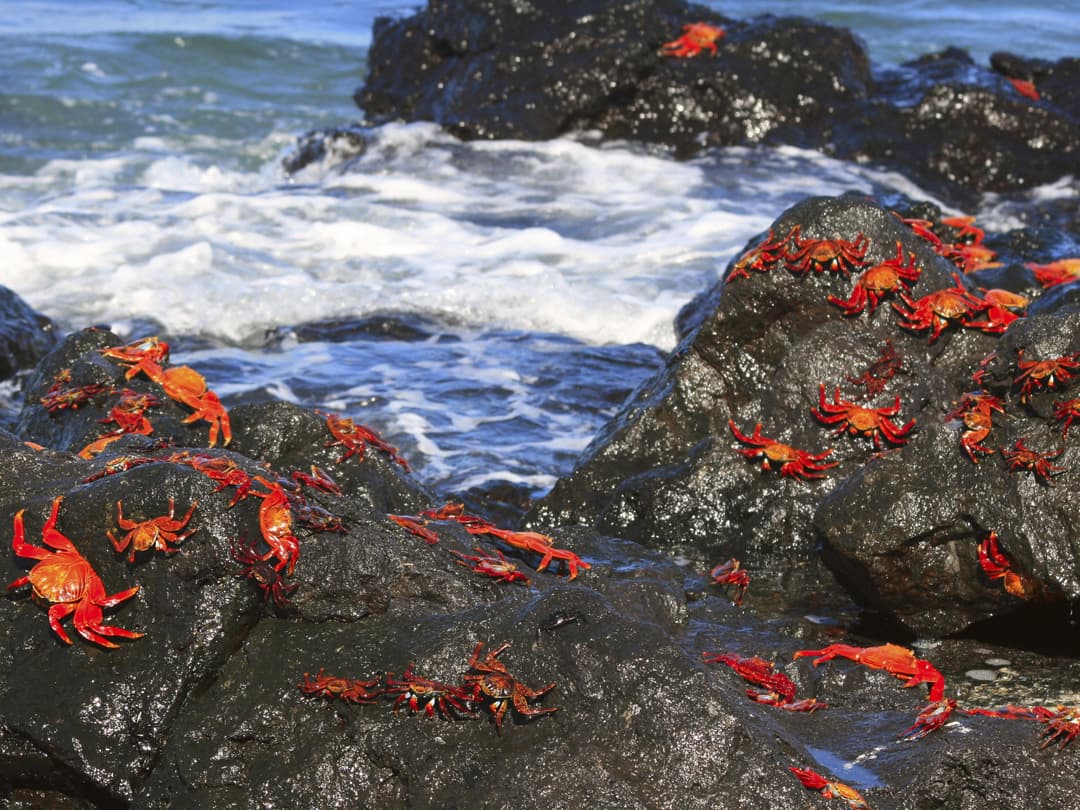 Galápagos – West and Central Islands aboard the Reina Silvia Voyager (Cruise Only)