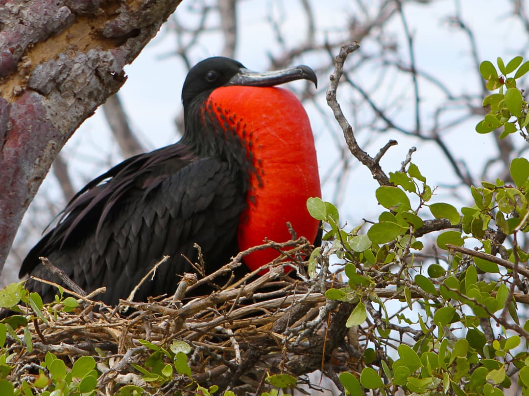 Complete Galápagos - Yolita