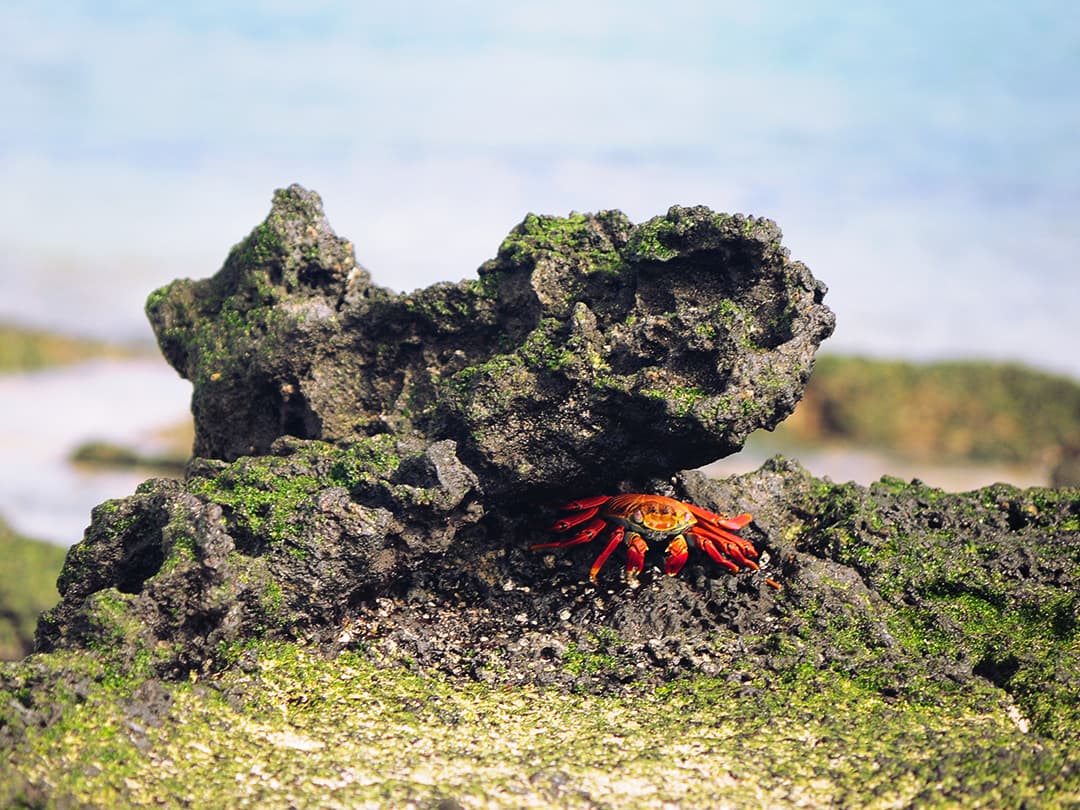 Active Galápagos & Machu Picchu