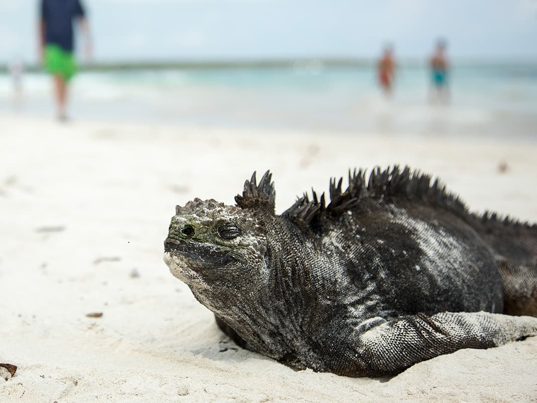 Active Galápagos & Machu Picchu