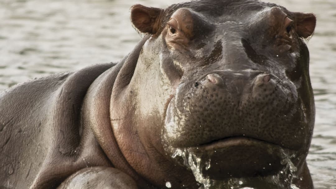 Journeys: Kenya Safari Experience