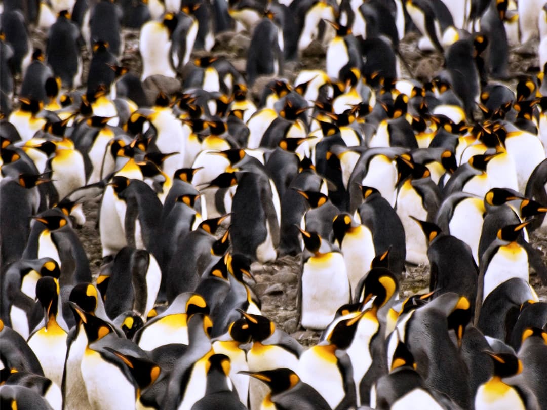 Spirit of Shackleton