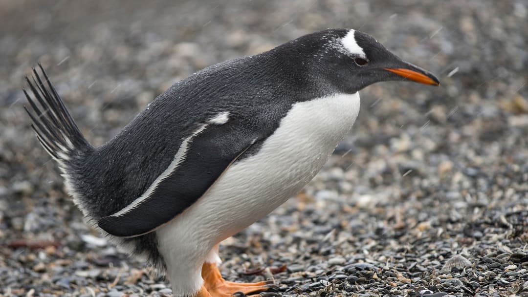 Journeys: Discover Patagonia