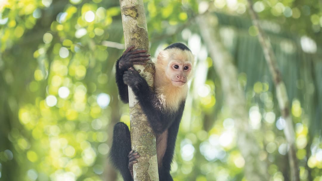 Epic Central America: Seven Countries & the Softest Sand Ever