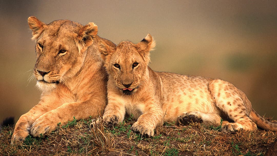 Kenya Overland: Safari Drives & National Reserves