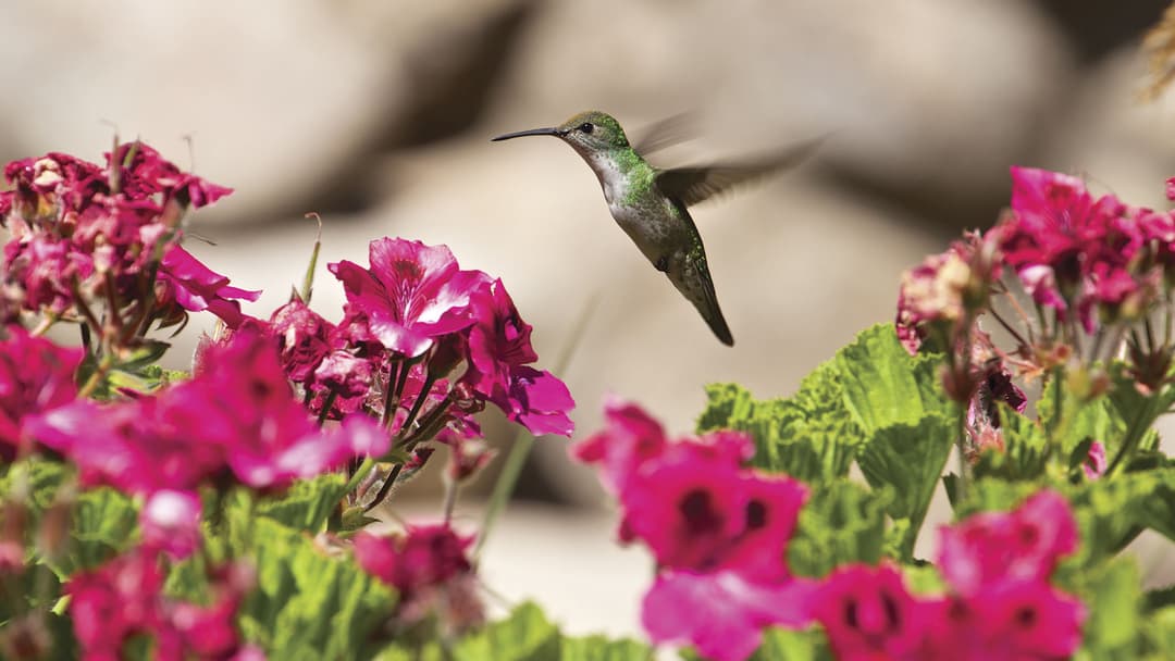 Journeys: Inca Explorer