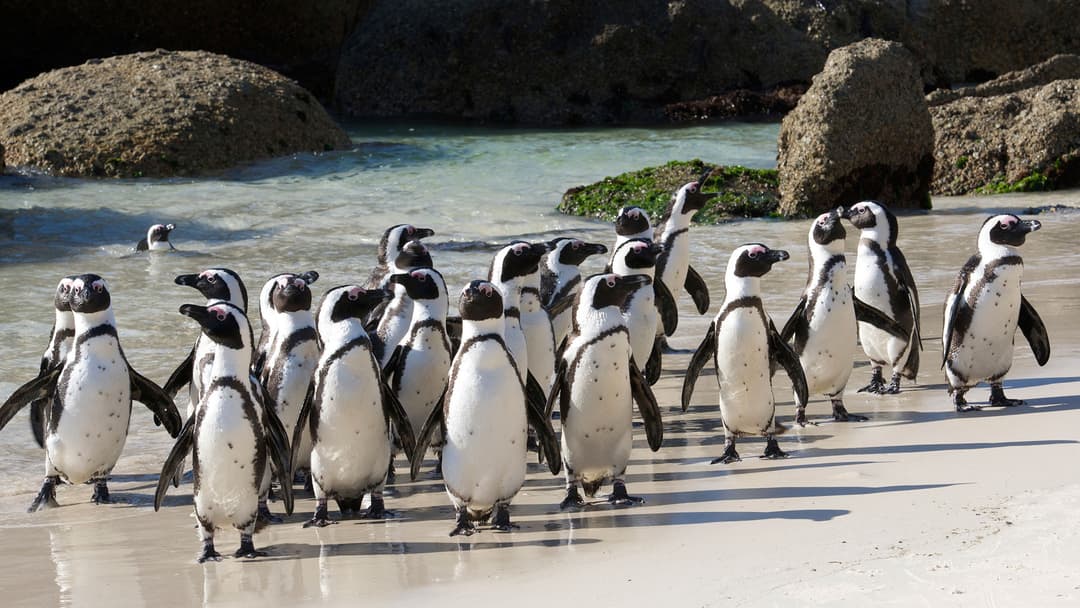 Journeys: Explore Southern Africa