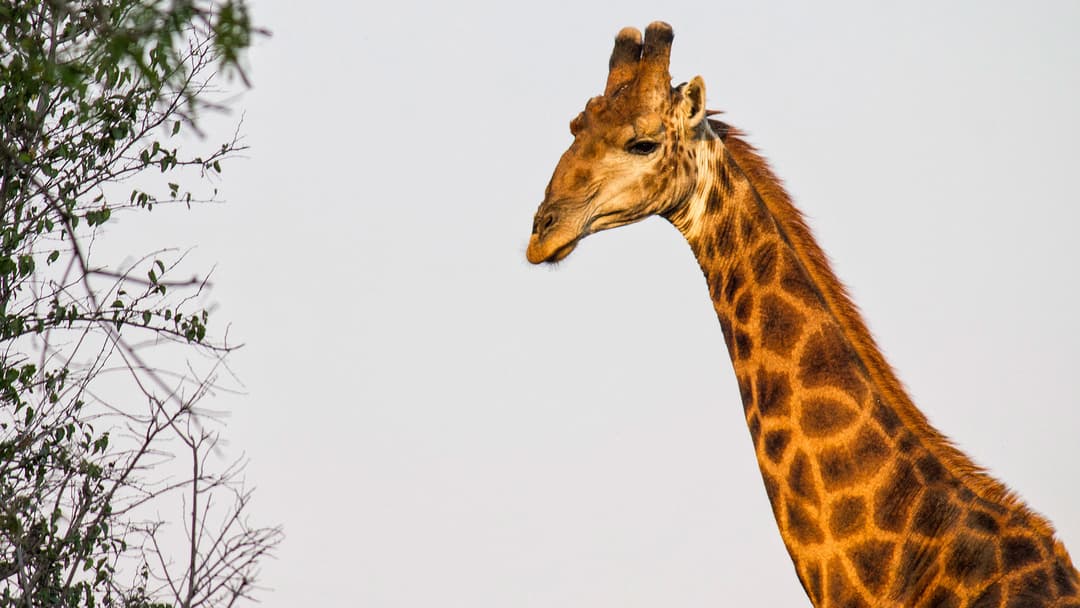 Journeys: Explore Southern Africa