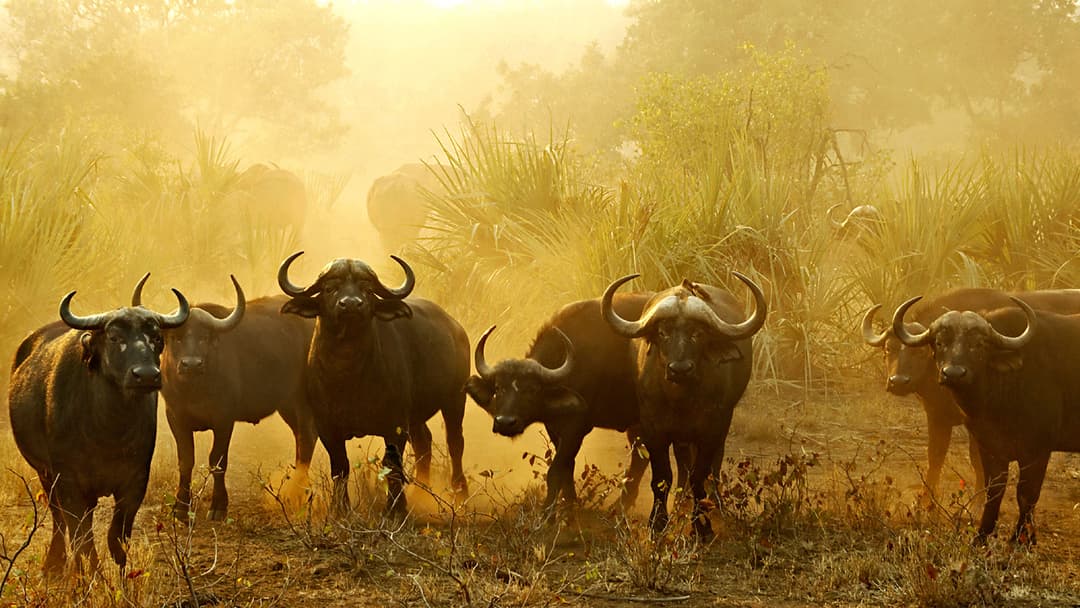 Signature: South Africa's Kruger National Park
