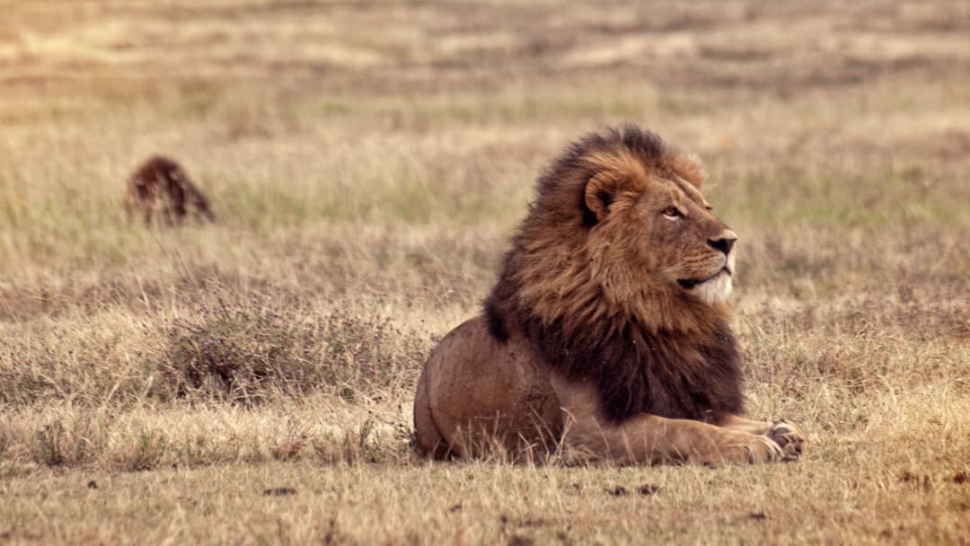 Victoria Falls & Serengeti Overland: Lakes & Landos