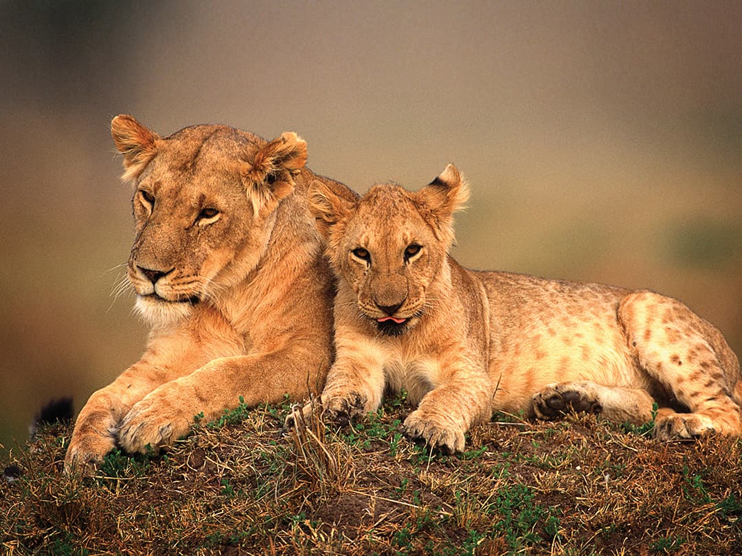 East Africa In-Depth