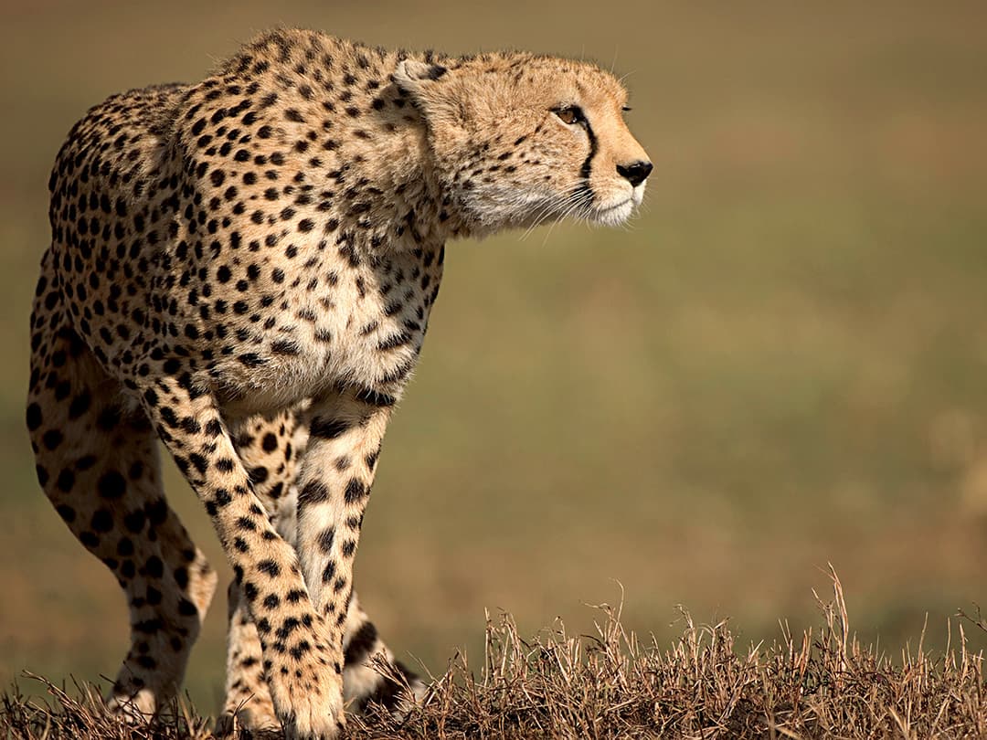 Kenya Overland: Safari Drives & National Reserves