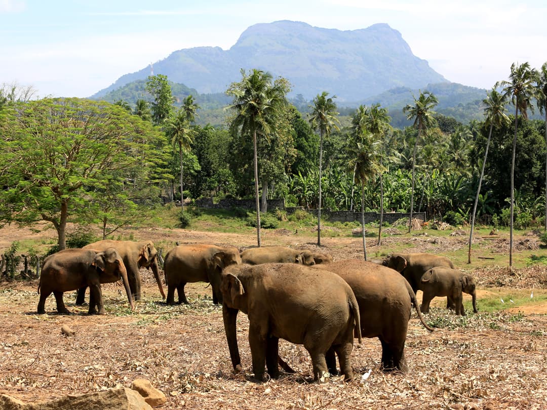 Journeys: Discover Sri Lanka