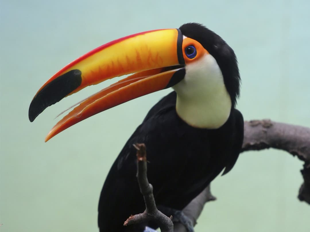 Amazon Riverboat Adventure In Depth