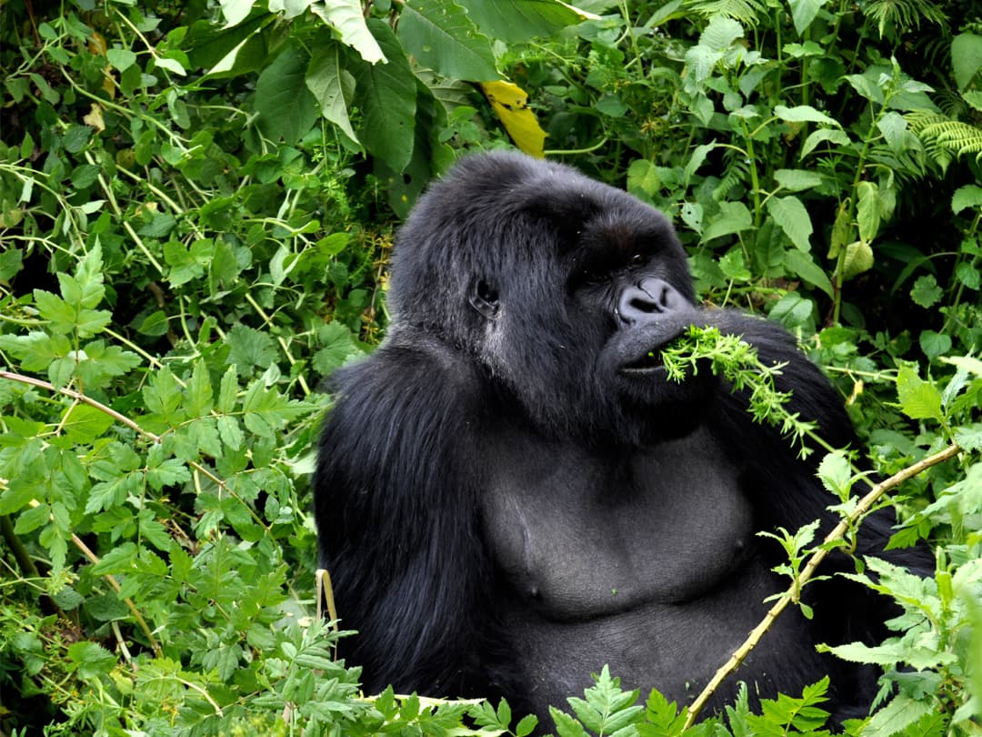 Journeys: Wild Encounters in Rwanda