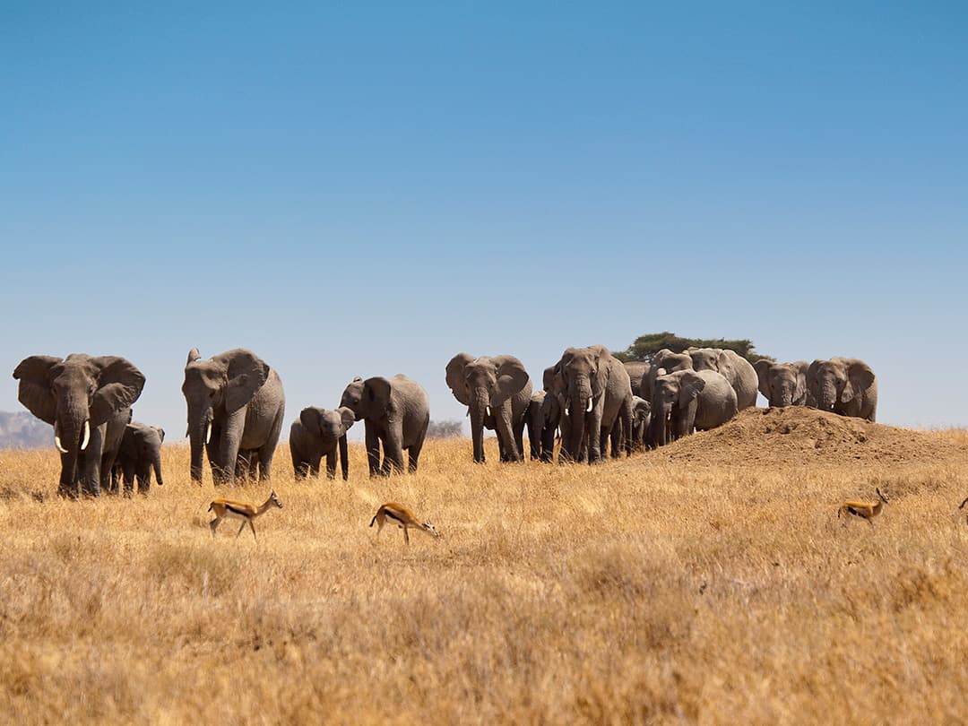 Tanzania Camping Safari