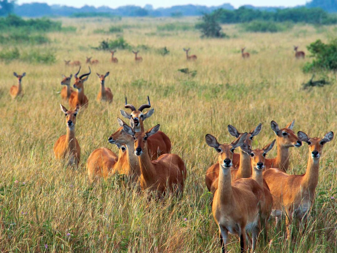 Masai Mara & Gorilla Adventure