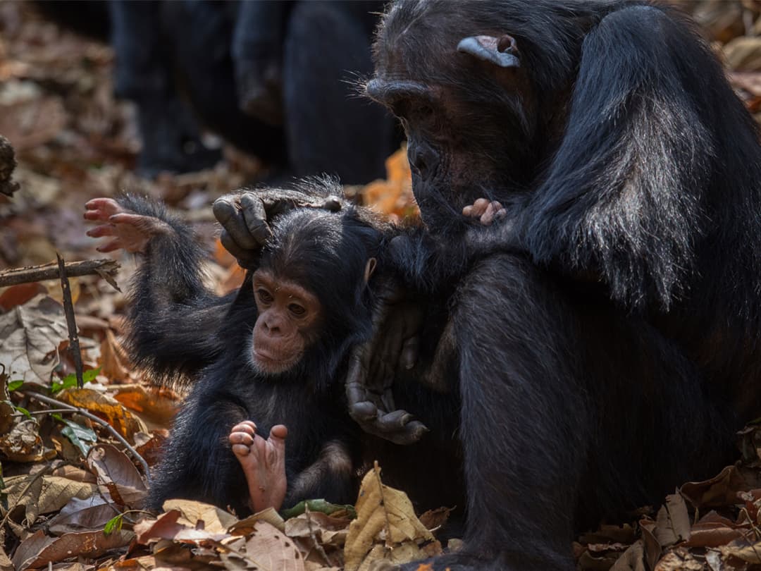 Masai Mara & Gorilla Adventure