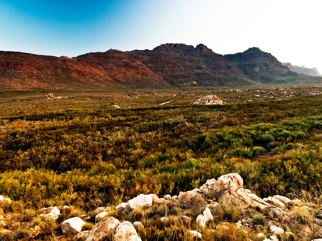 Cape & Dunes Northbound: Wildlife & Starry Night Skies