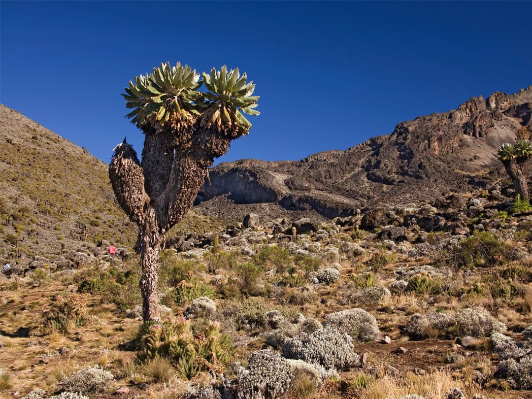 Kilimanjaro, Serengeti & Zanzibar