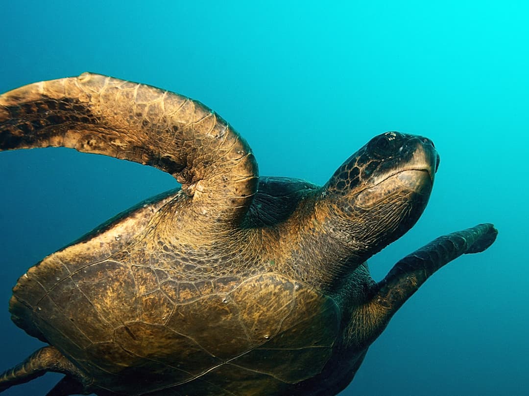 Complete Galápagos - Eden