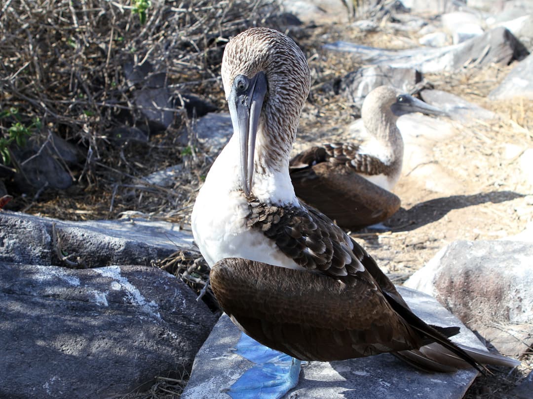 Complete Galápagos - Eden