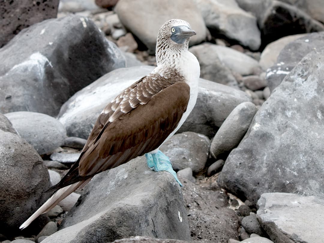 Complete Galápagos - Eden