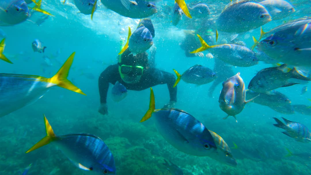 Sydney Roundtrip: Australia's Greatest Hits