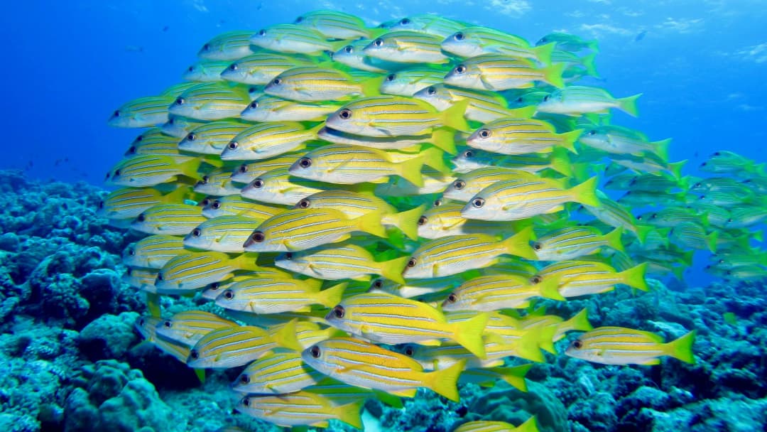 Signature: Palau’s Rock Islands & Underwater Serengeti