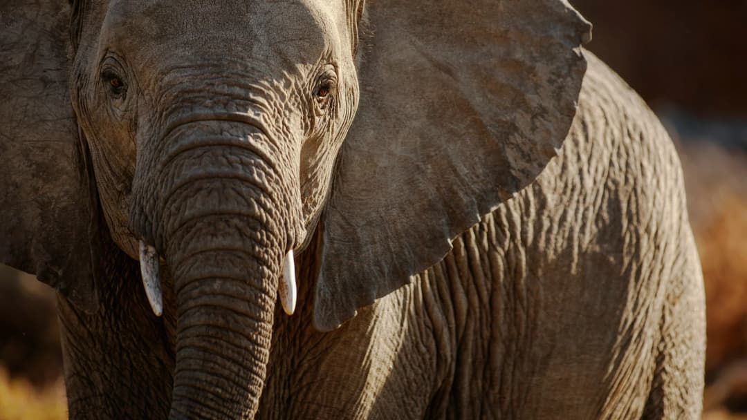 Signature: South Africa's Kruger National Park