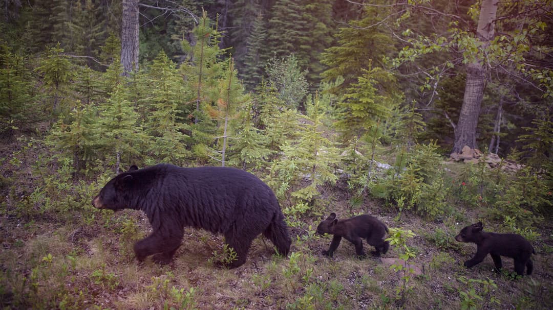 Canadian Rockies: National Parks Eastbound
