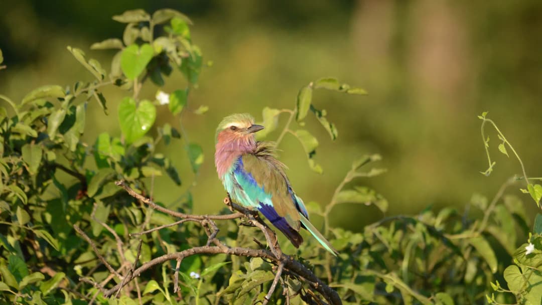 Signature: Southern Africa's Kruger, Chobe & Victoria Falls