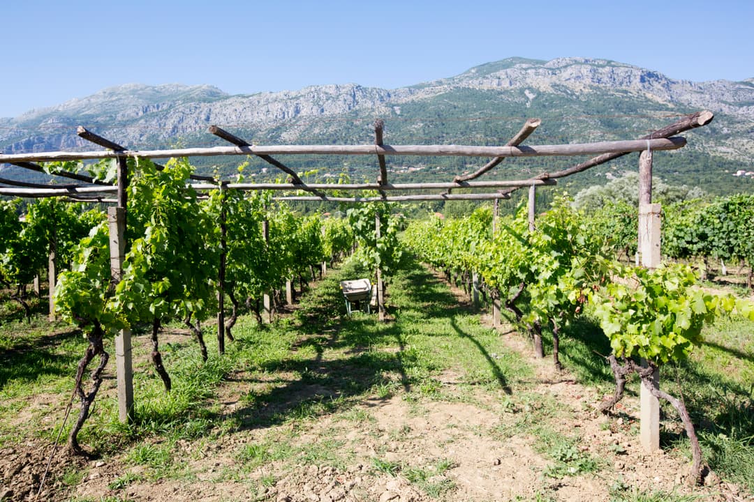 Local Living Croatia – Southern Dalmatia