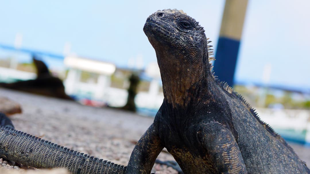 Active Galápagos & Machu Picchu
