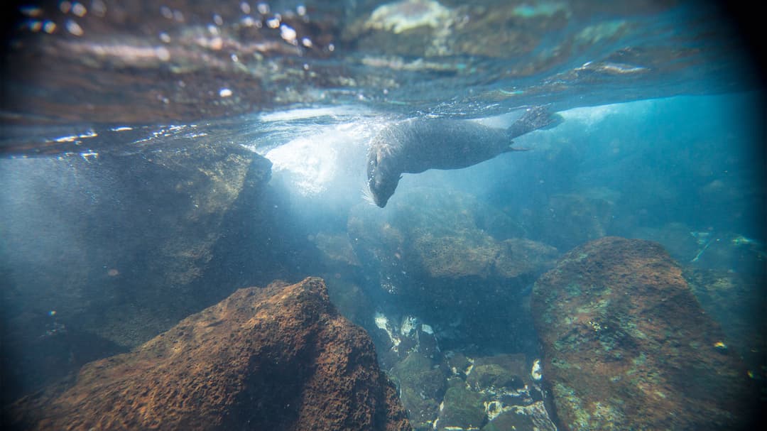 Galápagos Express Adventure: Wilderness & Wildlife