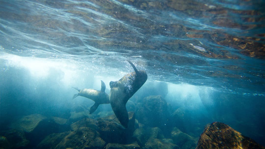 Complete Galápagos - Eden