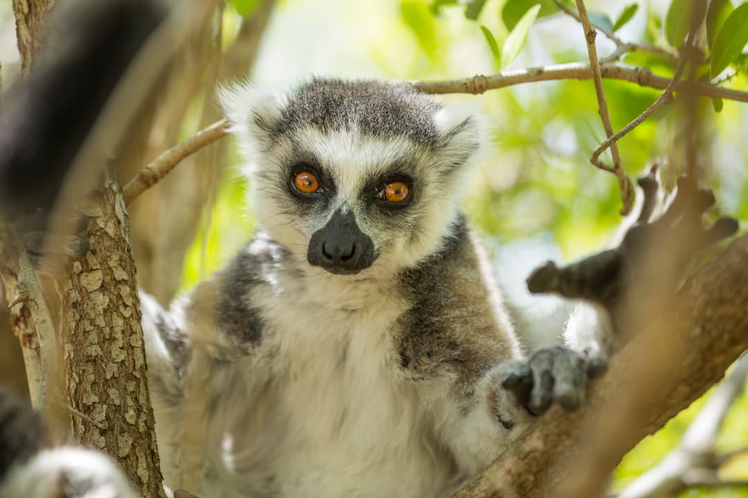 Highlights of Madagascar