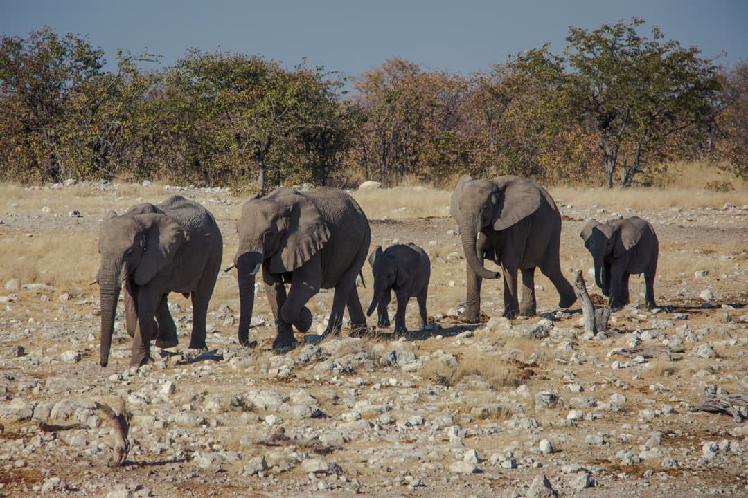 Cape and Namibia Adventure
