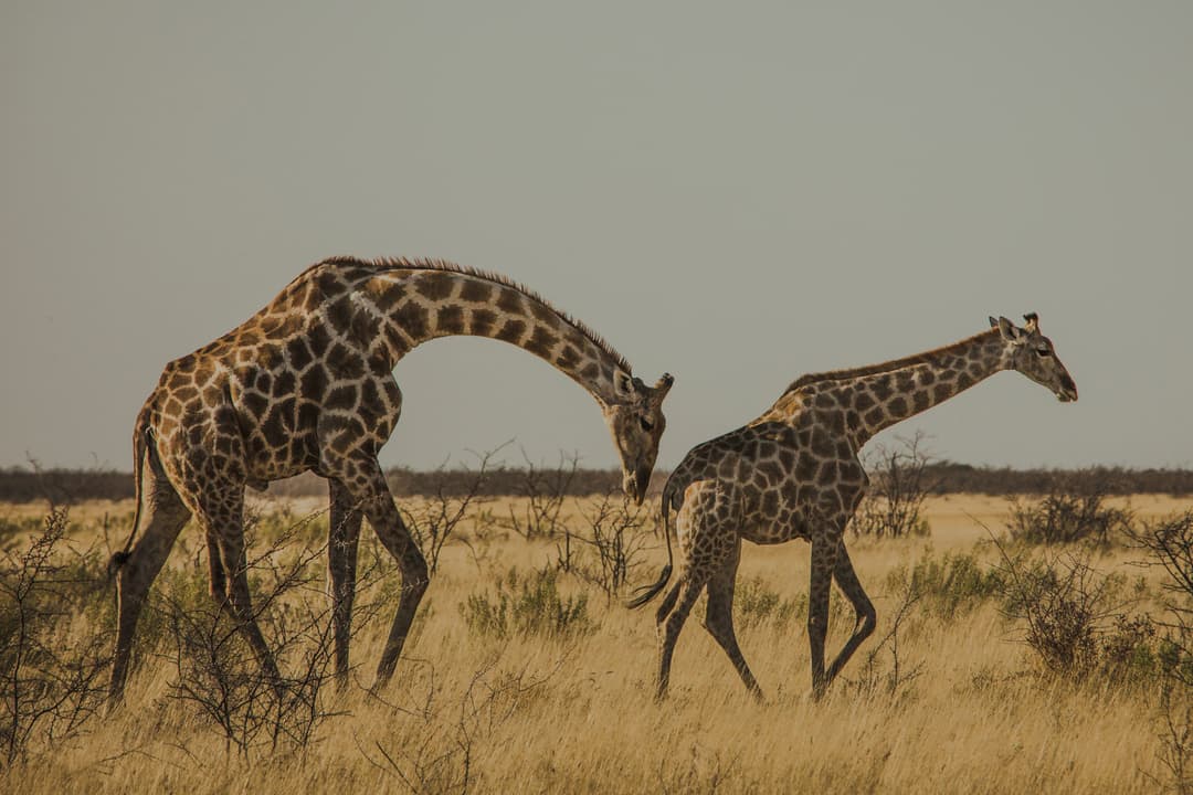 Cape & Dunes Northbound: Wildlife & Starry Night Skies