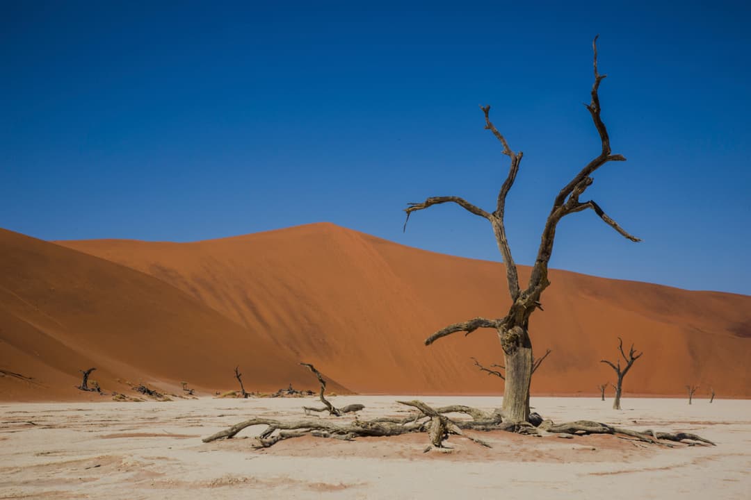 Journeys: Discover Kruger & Namibia