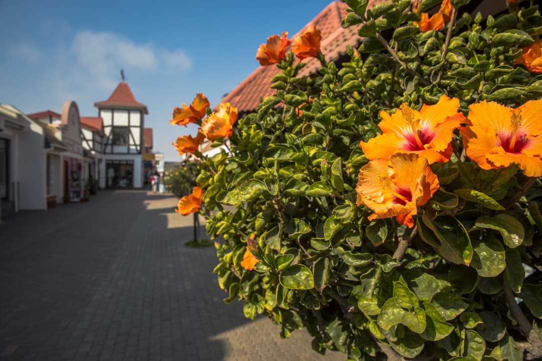 Cape and Namibia Adventure