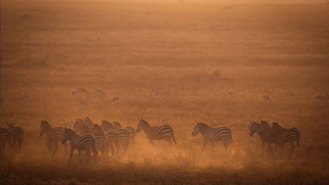 Signature: Tanzania’s Serengeti, Tarangire & Ngorongoro Crater