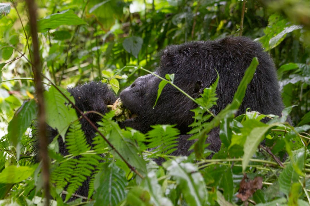 Masai Mara & Gorilla Adventure