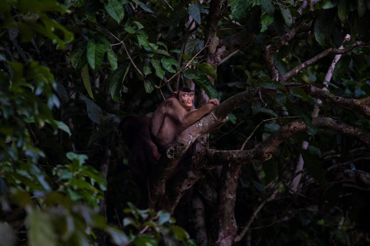 Ancient rainforests of Borneo offering unparalleled wildlife encounters