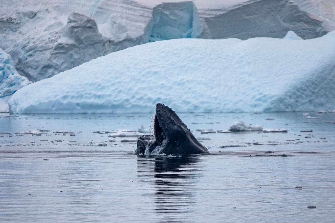 Seals lounging lazily on floating ice