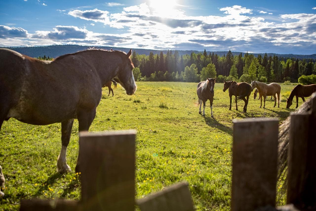 Wildlife safaris in the Canadian subarctic